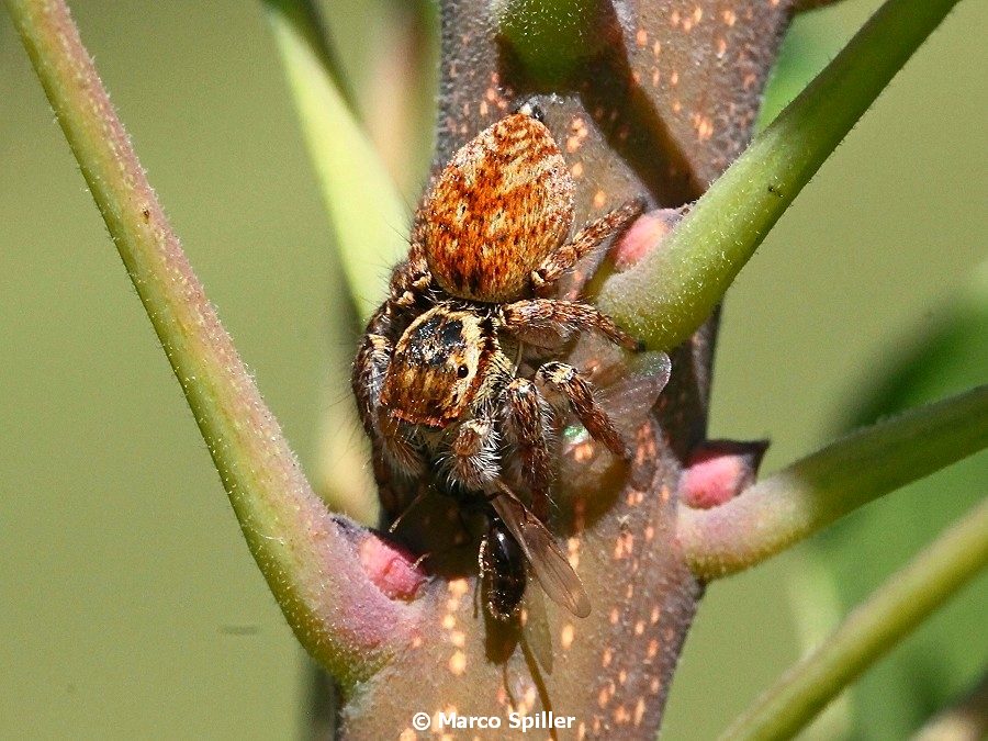 Carrhotus xanthogramma - femmina